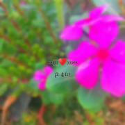 ادیت با گلای باغچمون😍🌹💛(((: 