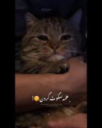 من سقوط کردمو.... همه سکوت کردن:)🖤