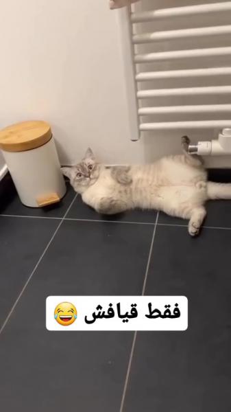 فقط قیافش بعد اون لحظه 😂😂..!