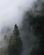کلیپ بدون کلام رانندگی جنگل مه آلود 