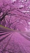 استوری درختان خیابان شکوفه بهاری