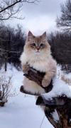 استوری پیشی گربه زیبا زمستانی خاص