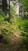 استوری جنگل طبیعت هنری سر سبزی