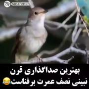 گنجشک خواننده ندیده بودید که اینم براتون آوردم🤣