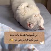 من شکمو نیستم فقط... 