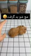 #طنز بامزه همستر قهوه ایی😂😂😂 | همستر