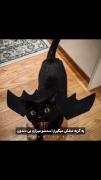 قیافـشو اخه فسـقلی🐾🐱 >>>>>>>>>>>>