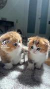 گربه های کوشولوی خوشگل 🧸🗝🌙🌸🍭✨👑🍡