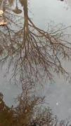 تصویر درخت درون آب و نم نم بارون