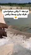 وقتی که فیلم های عروسی های قدیم رو میبینم واقعا همینجوریه😂😂😂