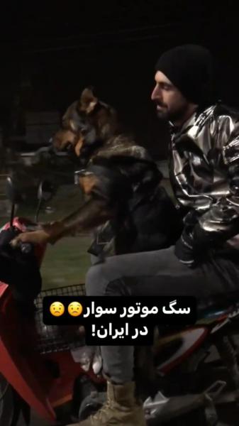 سگ موتر سوار در ایران!🐕🛵....