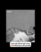 صاحب گربه به تازگی فوت کرده واکنشش قلب آدمو میشکنه💔🫠