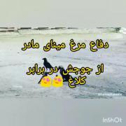 دفاع مرغ مینا از جوجه اش در برابر کلاغ ✨🐦