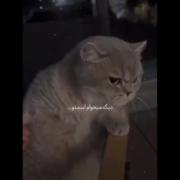 .....................حداکثر رفاقتا