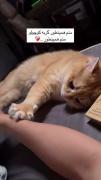منم همینطور گربه کوچولو؛ منم همینطور