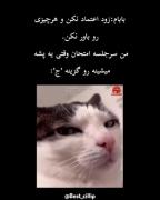 وقتی تو امتحان حتی به پشه هم اعتماد می‌کنی! - میم طنز گربه و امتحان