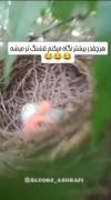 دوبله خنده دار جوجه پرنده تنها در لانه