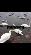 🌱 ‌‌‌‌. • ‌‌‌‌° ‌‌‌‌‌ایران خانم:
