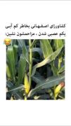 طنز کشاورزان اصفهان: چالش کم آبی و شوخی با محصول