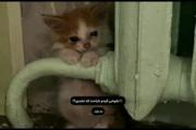 شوخی کردم ناراحت که نشدی؟ دلداری به بچه گربه غمگین و دوست‌داشتنی