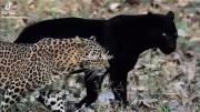 بهترین جفت: لحظات تماشایی پلنگ و پانترا سیاه در حیات وحش