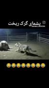 غافلگیری خنده دار گرگ توسط سگ گله!