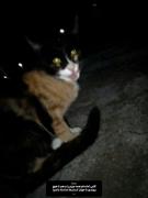 گربه ملوس سه‌رنگ در دل شب: آرامش و زیبایی