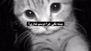 گربه احساسی: چرا دوستم نداری؟