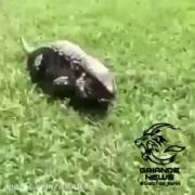 حرکت آخرش خیلی خوبه سوسمار واقعی اینه اصلا😕😂‌‌‌‌‌‌‌‌