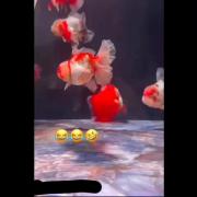 ⁦⁦ʕ⁠ ⁠ꈍ⁠ᴥ⁠ꈍ⁠ʔ⁩ฅ⁠^⁠•⁠ﻌ⁠•⁠^⁠ฅ⁩😂😂💃