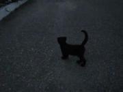 🐈‍⬛...‌‌‌‌‌‌‌‌‌‌‌‌‌‌‌‌‌‌‌‌‌‌‌‌‌‌‌