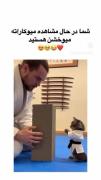 وقتی گربه شما کمربند مشکی کاراته داره! | گربه