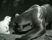 دوستی شگفت‌انگیز بچه گربه و پلنگ