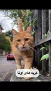 ولی گربه من خیلی کیوت و خوشگله