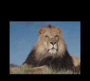 حتی سلطان جنگل هم این چالش رفت😂🤣