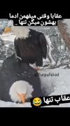 جدی عقابا اینارو میگن؟؟😂😂😂😂