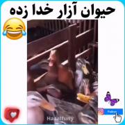 حیون آزار خدا زده 😂😂😂لاستیک بدبخت 