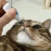 لحظات دوست‌داشتنی و بامزه گربه‌ها