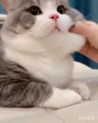 گربه بامزه: لپ‌های پف‌کرده و لحظات شیرین نوازش