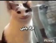 میم خنده‌دار گربه پاپ‌کت و آهنگ «گرگ باش»