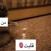 ببینید این بچه گربه بامزه چطور راهی به قلب شما پیدا می‌کند! 💖