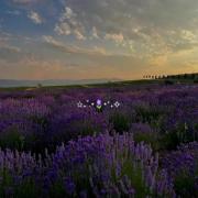 وویییی این گل ها خیلی نانازن>>>>