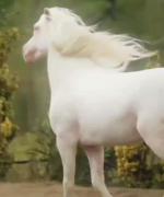 عشق اسب‌‌‌‌‌‌‌‌‌‌‌‌‌‌‌‌‌‌‌‌‌‌‌‌