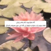 نیلوفر آبی؛ نماد زیبایی و پیامی عاشقانه