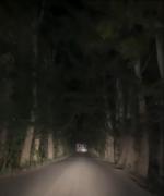 گشت و گذار شبانه در مسیر رویایی و سرسبز باغ