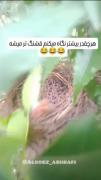 هر چقدر بیشتر نگاه می‌کنم قشنگ‌تر میشه؛ لحظات طنزآمیز جوجه پرنده در لانه