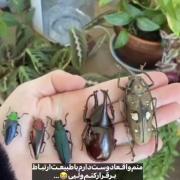 نگاهی نزدیک به دنیای شگفت‌انگیز حشرات و بندپایان