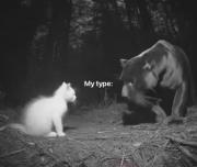 مواجهه عاشقانه پلنگ سیاه و بچه گربه