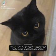 استوری کیوت گربه سیاه . . .