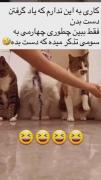 ویدئوی خنده دار از گربه های ناز